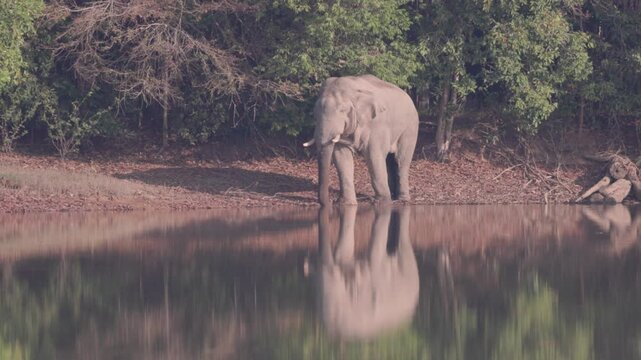 A rare and powerful sighting of a mature wild Asian bull elephant (Tusker) in the state of Musth. Observe the visible secretion from the tempo, a sign of heightened testosterone and dominance. This ma