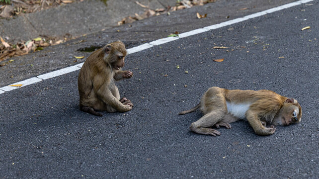 A sad macaque lies on the asphalt