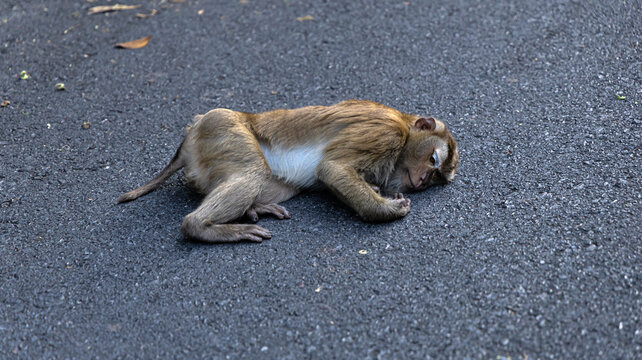 A sad macaque lies on the asphalt