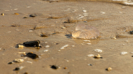 A jellyfish washed up on a sandy shore © Victor Kaprov