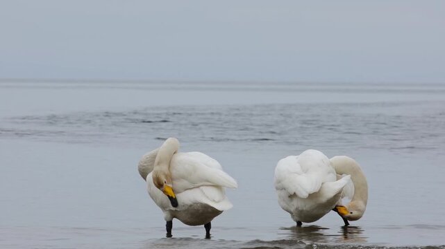 Two whooper swans preen their feathers on the seashore.
