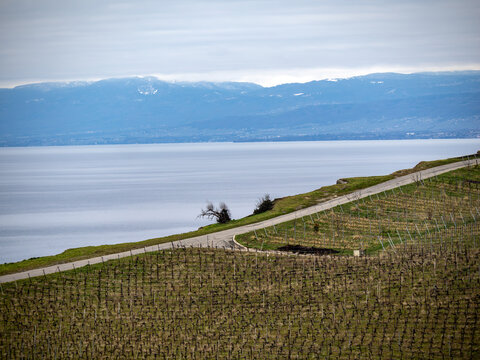 Geneva lake seen from the hills near Chexbres village, Switzerland
