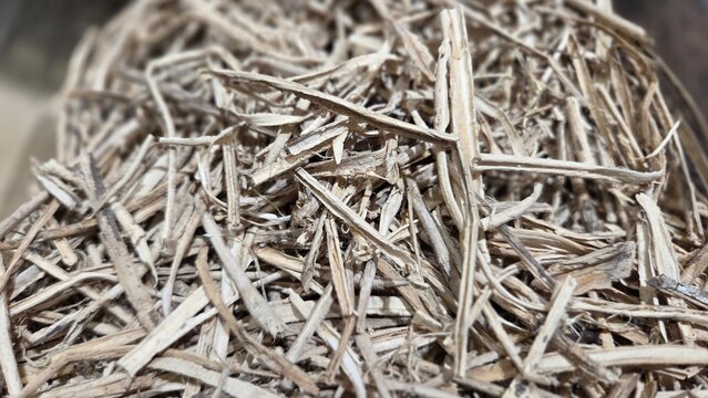 Close-up of dried pulasari bark in Indonesian market. Light brown fibrous herbal spice commonly used in traditional medicine and jamu preparations