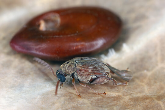 Acanthoscelides macrophthalmus, bean weevil, also known as seed beetle. Owad kt&oacute;ry wyszedł z seed of Leucaena leucocephala common names include white leadtree or white popinac.
