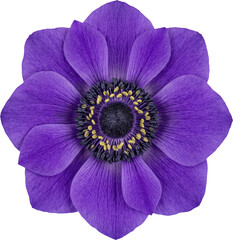 Naklejka premium Purple anemone flower isolated on transparent background