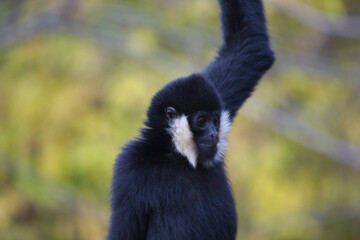 Obraz premium White Cheeked Gibbon in Nature