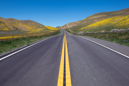 Straight paved road leading into rolling hills covered in yellow wildflowers at Carrizo Plain, California