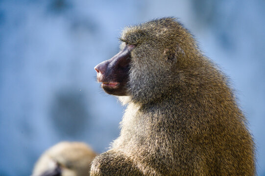 Profile View of a Yellow Baboon