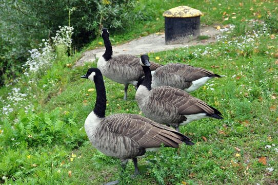 Kanada-Gans