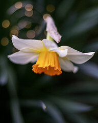 Fototapeta premium fiori primaverili, gelsomino