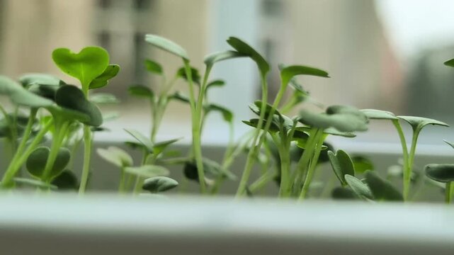Green arugula sprouts growing in macro. Close-up of organic rucola microgreens seedlings. 4K steady cinematic shot.