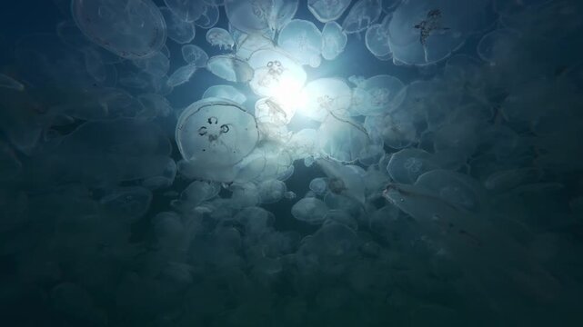 Slow motion, Camera moves forward inside significant amount of Moon jellyfish is drifting caught by current against blue sky, their translucent bodies glowing in bright sun light, backlit by sunshine