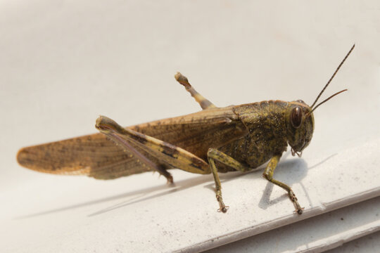 Anacridium aegyptium commonly known as the Egyptian grasshopper or Egyptian locust