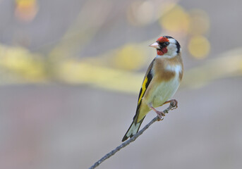 Fototapeta premium Goldfinch bird sitting on tree branch out of focus background