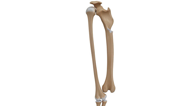 Anatomical illustration of the human humerus and femur bones connected by a joint isolated on transparent background
