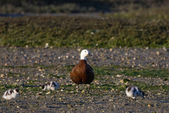 Paradise shelduck (Tadorna variegata) with ducklings foraging on shoreline, Plimmerton New Zealand