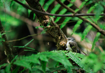 Fototapeta premium Rifleman (tītitipounamu) foraging on tree in native forest with fern foreground, New Zealand