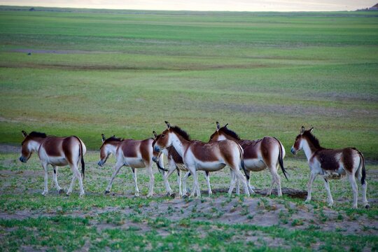 herd of horses grazing grass