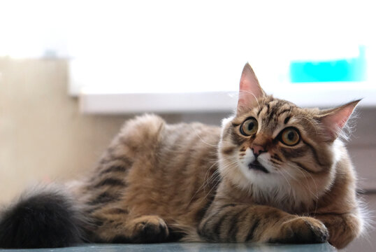 Cat on the table. Portrait of a beige cat with a shocked expression. Cat face meme. Funny pets. Surprise, shock