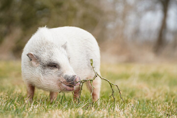 Cute Pet Pig Eating Branch Close Up © Katja