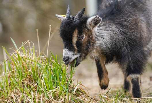 Cute Pygmy Goat Grazing Close Up