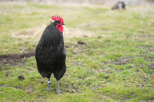 Free Range Black Orpington Rooster in Green Grass Looking to the Side 