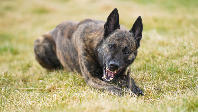 Dutch Shepherd Dog Showing Teeth While Guarding Stick