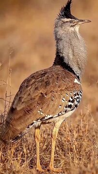 A majestic kori bustard stands prominently in its natural habitat, showcasing its unique plumage and distinctive crest under the warm African sun.