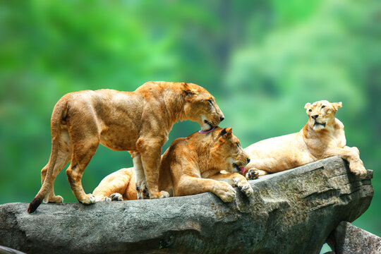Group of female lions standing on the cliff