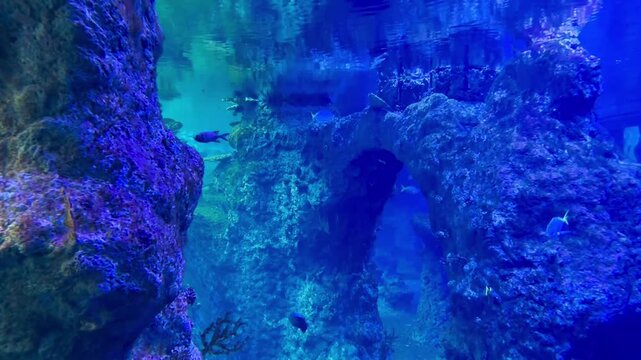 Exotic tropical fish swimming around a vibrant coral reef ecosystem in a large saltwater aquarium. Beautiful marine life with colorful corals and clear blue water.