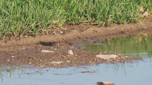 Barn Swallow collecting clay and mud for nest, Hirundo rustica