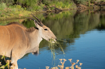 Portrait of young eland antelope eating grass © Emily Tubbesing