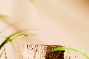 Tree Stump Podium Minimal Background