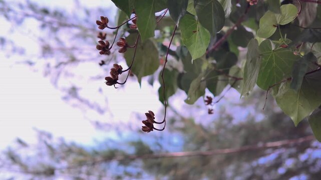 Portia Tree Branches with Dry Seeds and Green Foliage