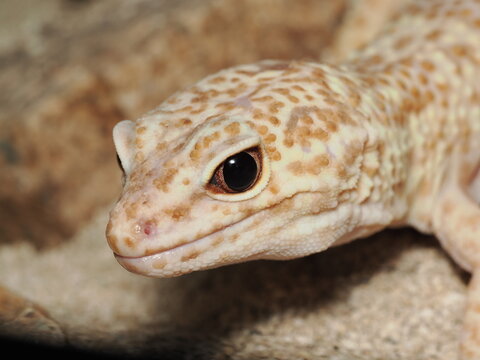 Primer plano de un gecko leopardo (Eublepharis macularius) mostrando la textura de escamas en su cabeza y sus grandes ojos oscuros, captado en un terrario des&eacute;rtico con sustrato de arena.