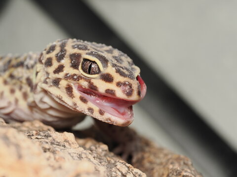 Primer plano de un gecko leopardo (Eublepharis macularius) mostrando la textura de escamas en su cabeza y sus grandes ojos oscuros, captado en un terrario des&eacute;rtico con sustrato de arena.