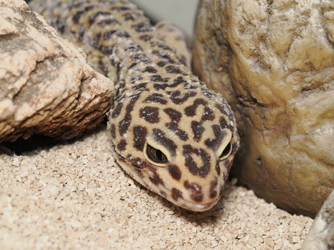 Primer plano de un gecko leopardo (Eublepharis macularius) mostrando la textura de escamas en su cabeza y sus grandes ojos oscuros, captado en un terrario des&eacute;rtico con sustrato de arena.