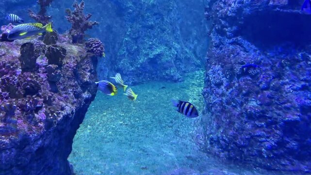  Tropical fish school swimming among blue corals in a clean saltwater aquarium. Various exotic species in a vibrant marine ecosystem background.