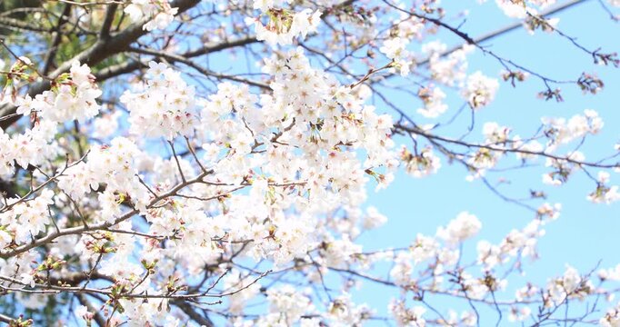 立川公園　根川緑道のソメイヨシノ