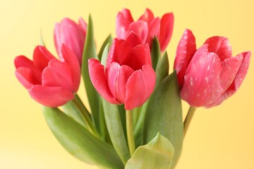 Obraz premium Beautiful pink tulips on pale yellow background, closeup
