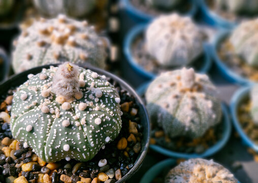 Close-up of Astrophytum asterias cactus in a pot. Exotic star cactus succulent collection with beautiful white dots pattern.