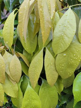 water drops on the young Gnetum gnemon leaves