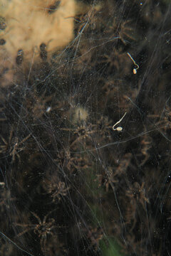 agelena labyrinthica baby spider macro photo