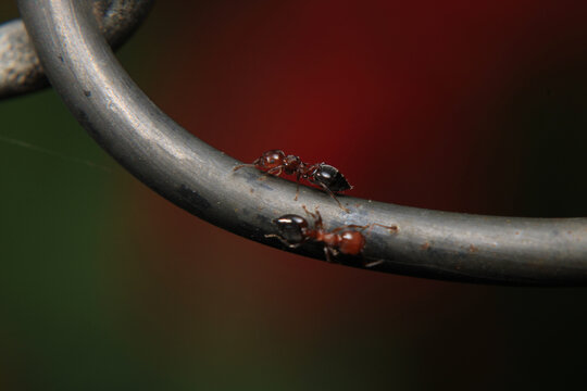 Black carpenter ant macro photo	