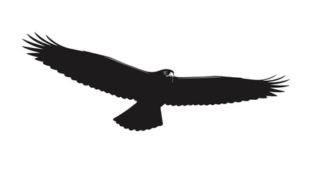 Obraz premium Silhouette of a flying eagle.