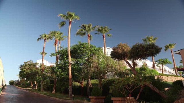 Wind sways palm trees at Egyptian resort.