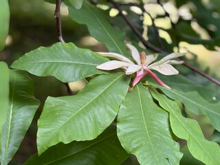 Single, delicate Magnolia tripetala flower resting elegantly on a surface of large, exotic green leaves. Soft natural daylight and blurred background create a serene botanical backdrop with copy space © World around us
