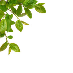 Naklejka premium Spring twigs with early green leaves in a corner arrangement isolated on white or transparent background