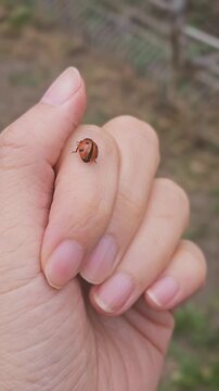 Ladybug crawling in finger. Human and nature concept. Red ladybug climbing on a child hand. Close Up view video. A sun beetle. Insects world. Nature in spring concept. Ladybug in hands.