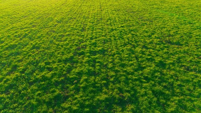 Endless pasture field with vibrant green grass covering rural farmland. Fodder meadow growing across agricultural land for livestock feeding and hay harvest. Agribusiness countryside landscape with